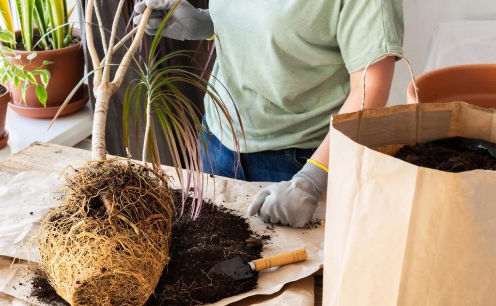 Kada i kako presaditi Dracaena Marginata osnovni saveti