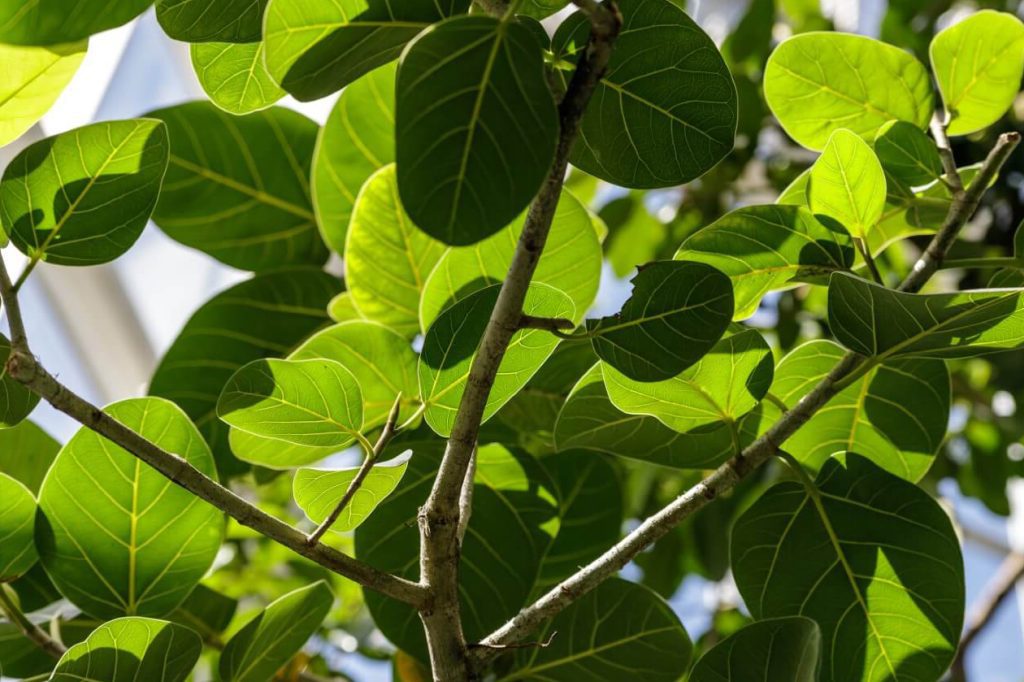 Kada i kako presaditi biljke Ficus Audrei osnovni saveti