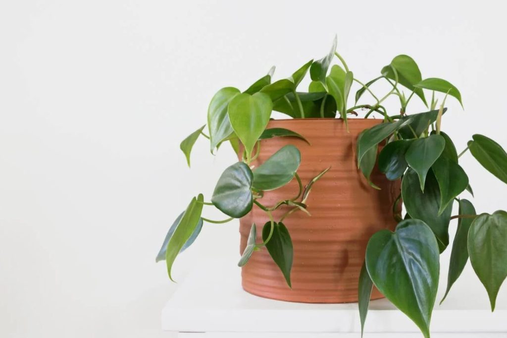 Kada i kako zalijevati biljke Heartleaf Philodendron