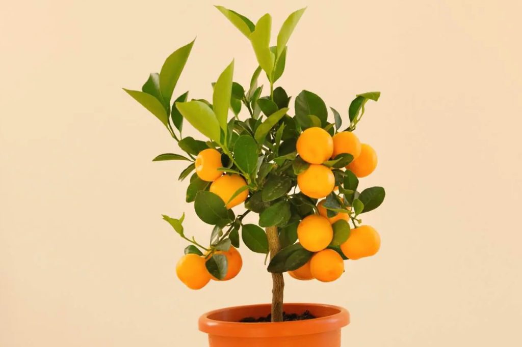 Kako oploditi drveće citrusa u zatvorenom prostoru osnovni saveti