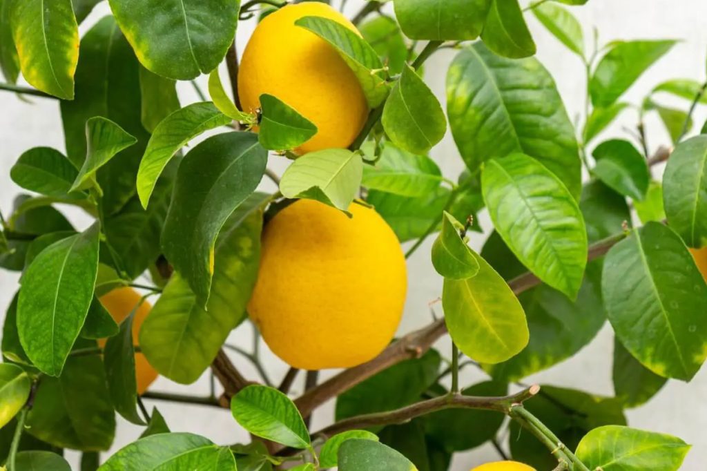 Kako orezati drveće citrusa u zatvorenom prostoru osnovni saveti