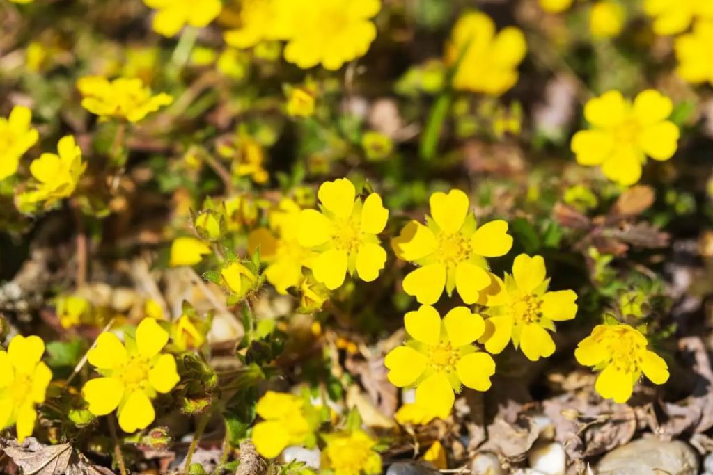 Kako uzgajati Potentilla Reptans puzava petolistnica