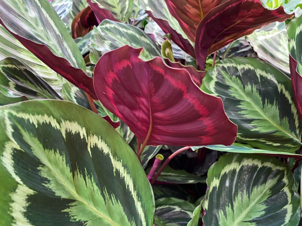 Kako uzgajati i brinuti se o medaljoni Calathea