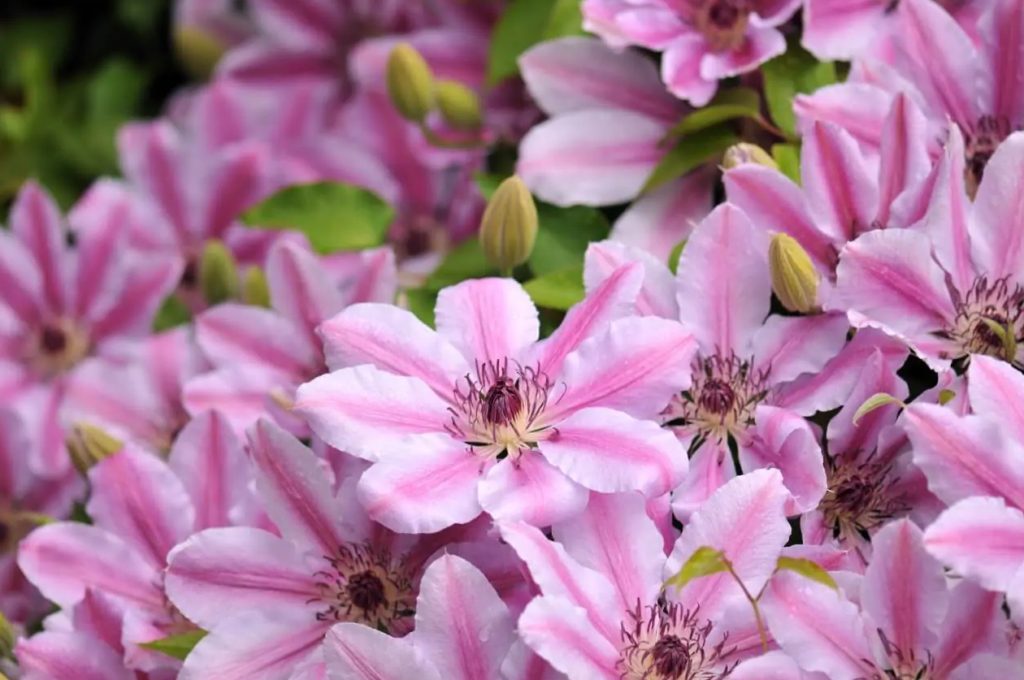 Kako uzgajati i brinuti se za Clematis Nelli Moser kod kuće