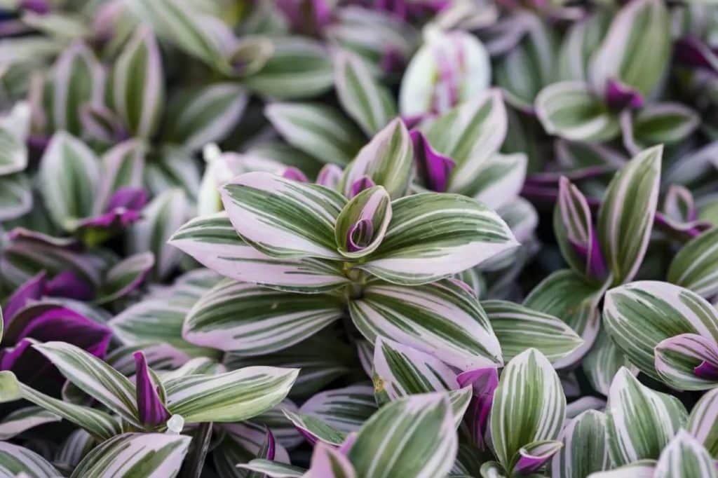 Kako uzgajati i brinuti se za Tradescantia Nanouk osnovni saveti