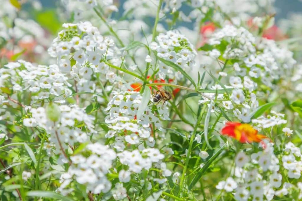 Kako uzgajati snežni tepih od Alissum a Lobularia maritima