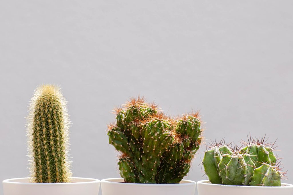 Kako zalijevati kaktus Ultimativni vodič za negu kaktusa