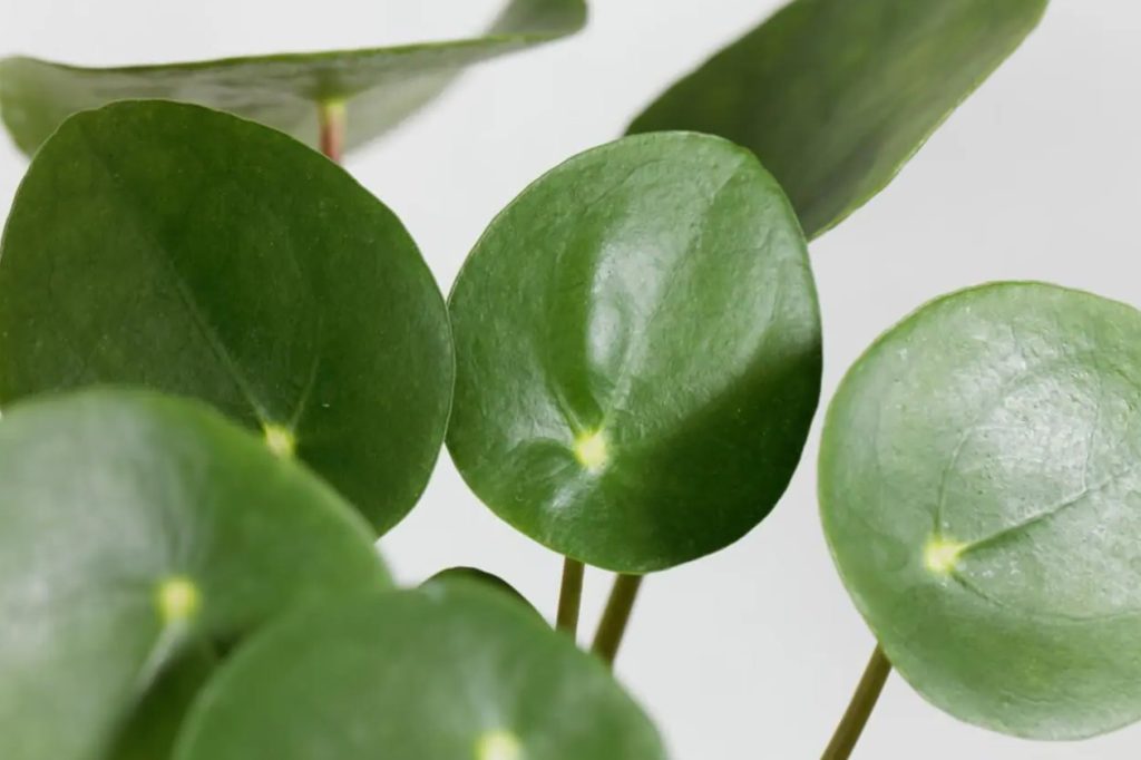 Kako zalijevati kineske biljke novca Pilea peperomoides