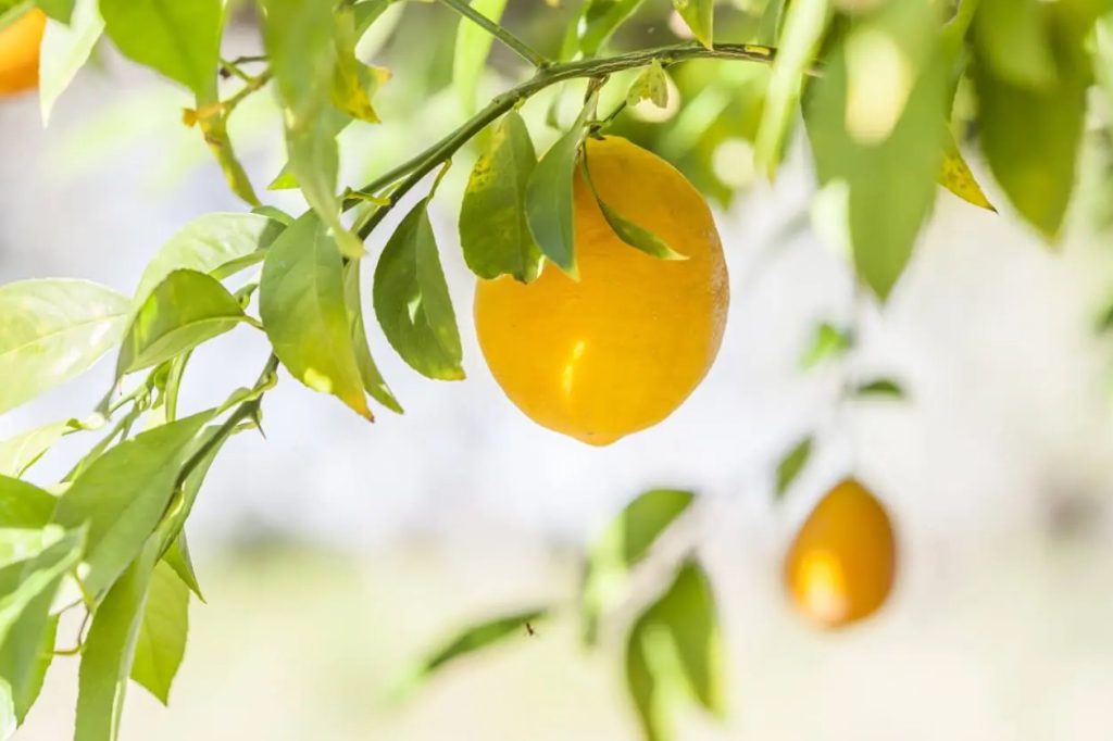 Koliko svetla je potrebno drveću citrusa u zatvorenom