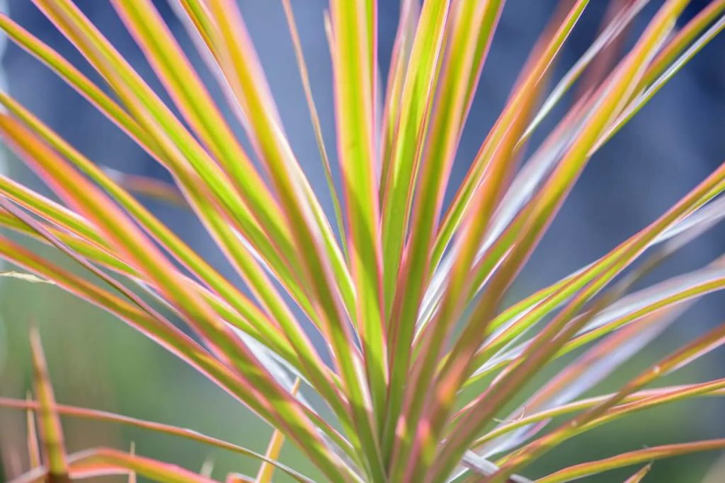Koliko svetlosti treba biljkama Dracaena Marginata
