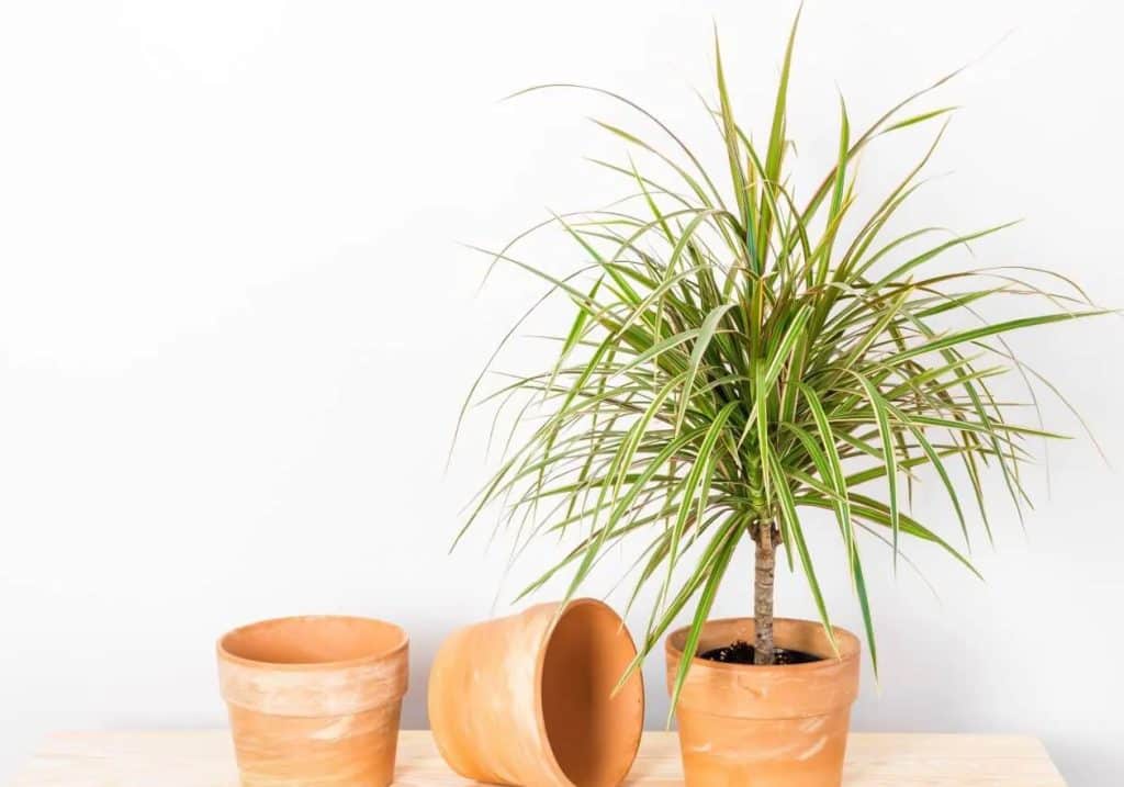 Najbolja mešavina zemljišta za Dracaena marginata osnovni saveti