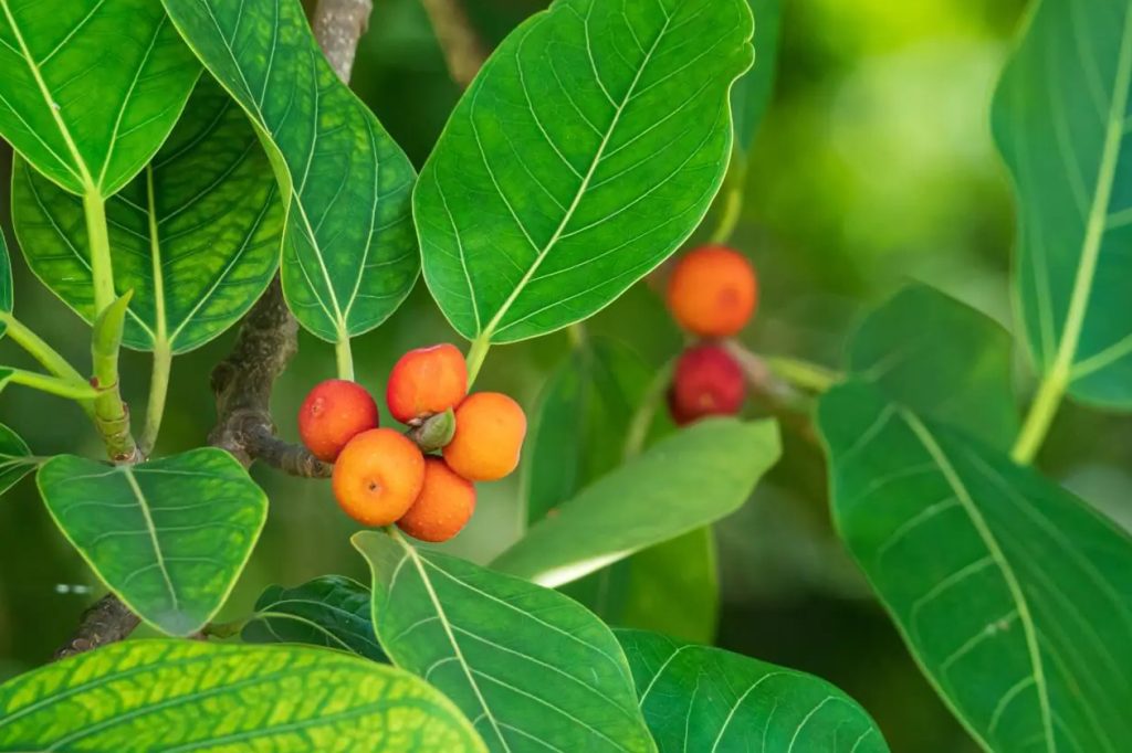 Najbolja mešavina zemljišta za biljke Ficus Audrei osnovni saveti