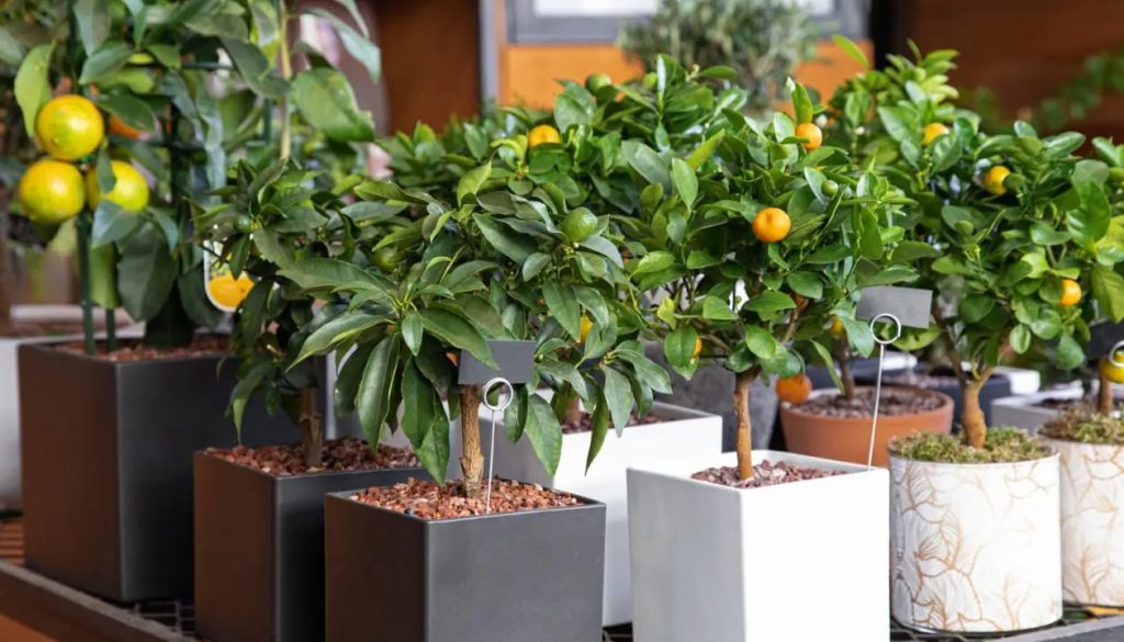 Temperaturni zahtevi za stabla citrusa u zatvorenom prostoru
