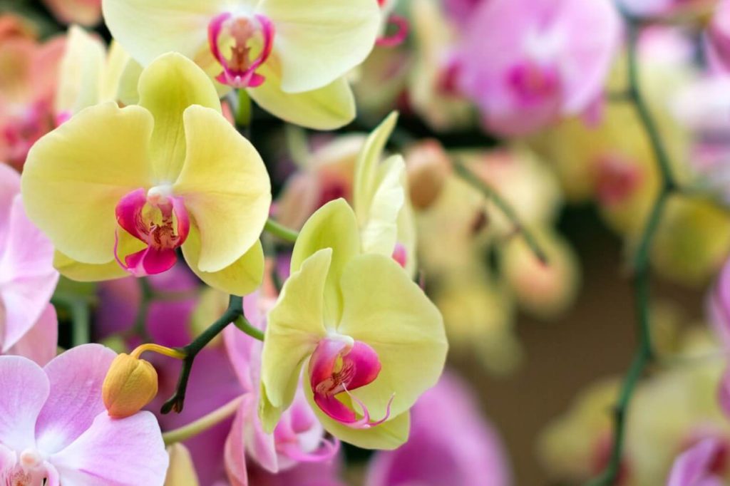 Tolerancije temperature i vlažnosti orhideja u zatvorenom prostoru
