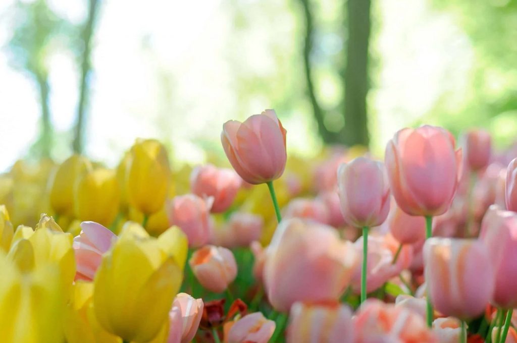 Ultimativni vodič za značenje i simbolizam cveća tulipana