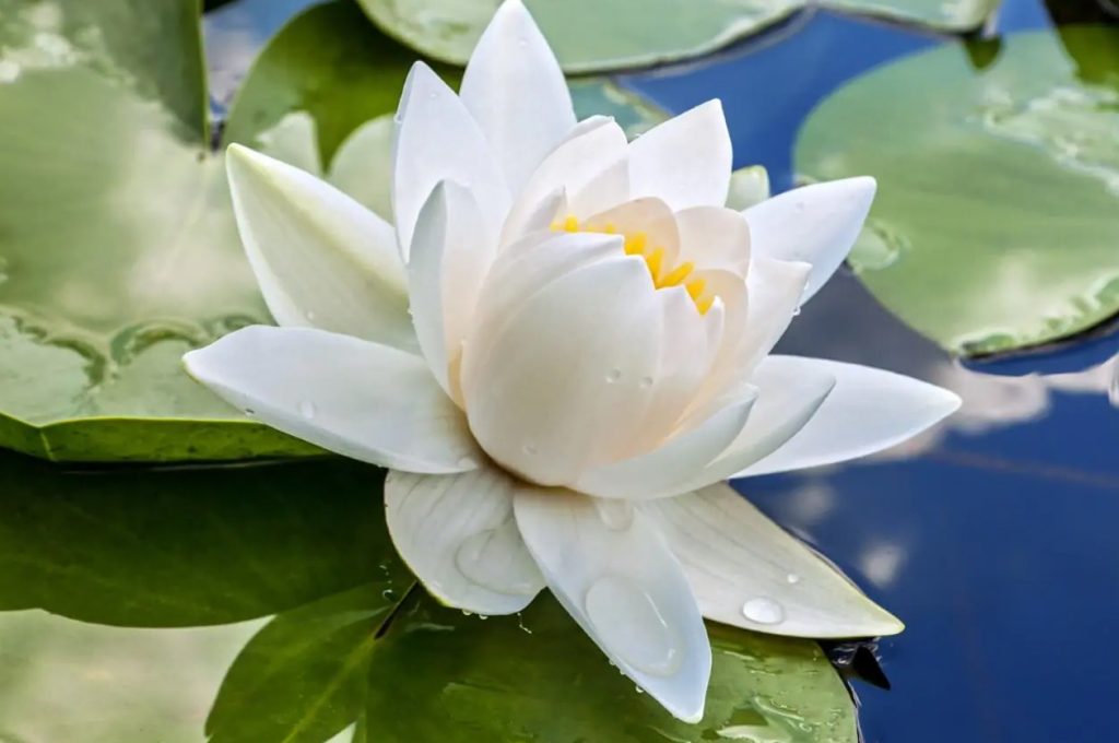 Značenje i simbolika cveta belog lotosa