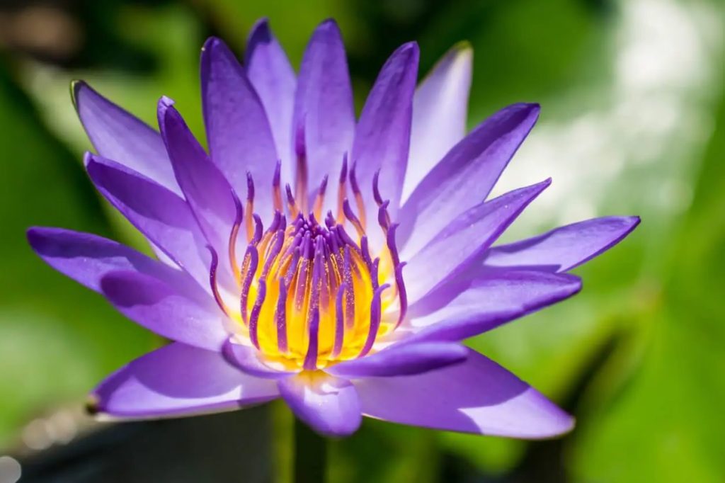 Značenje i simbolika ljubičastog cveta lotosa