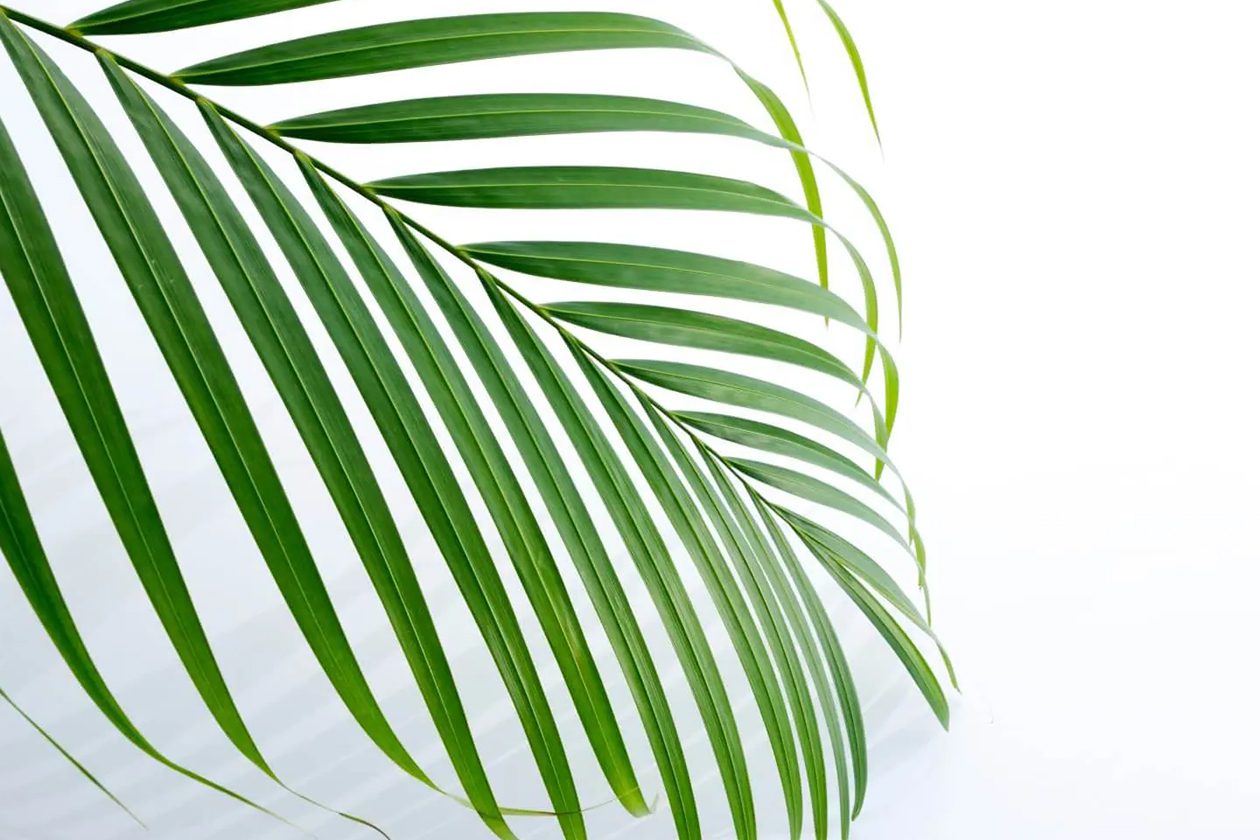 10 uobičajenih uzroka opuštene palme Areca