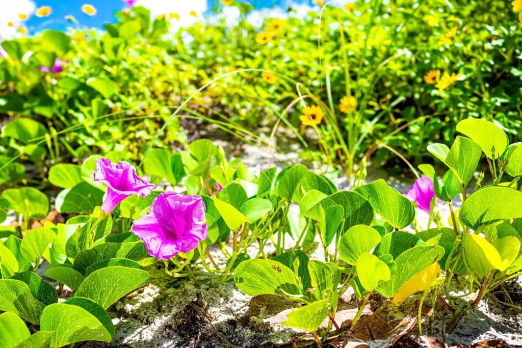 zadivljujucih cveca i biljaka domorodne Floride