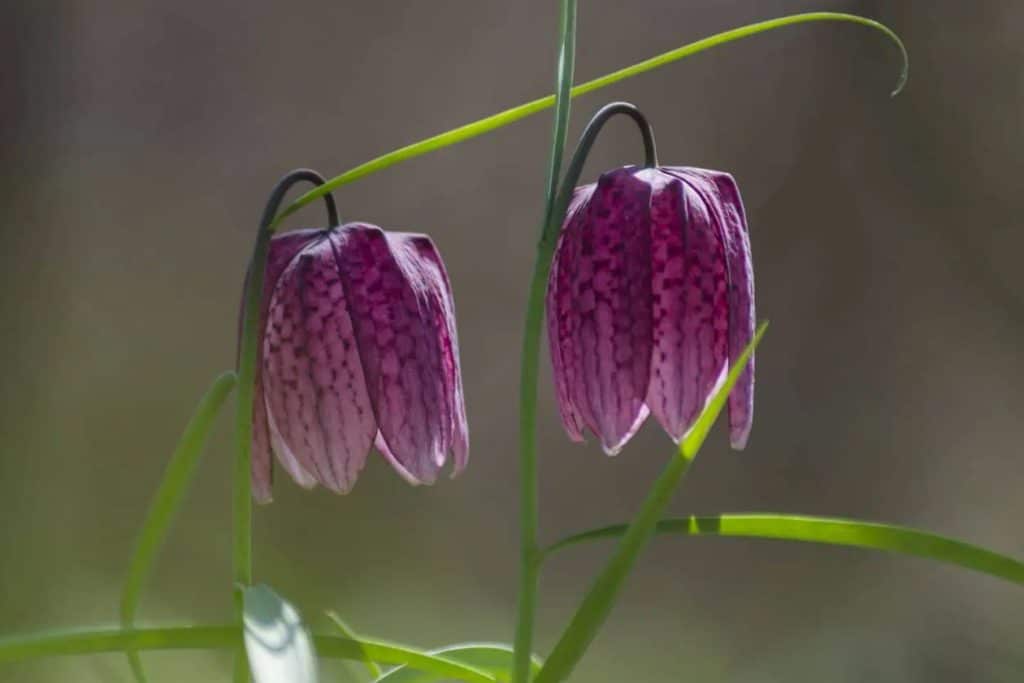 Fritillaria fritillaria Znacenje cveca