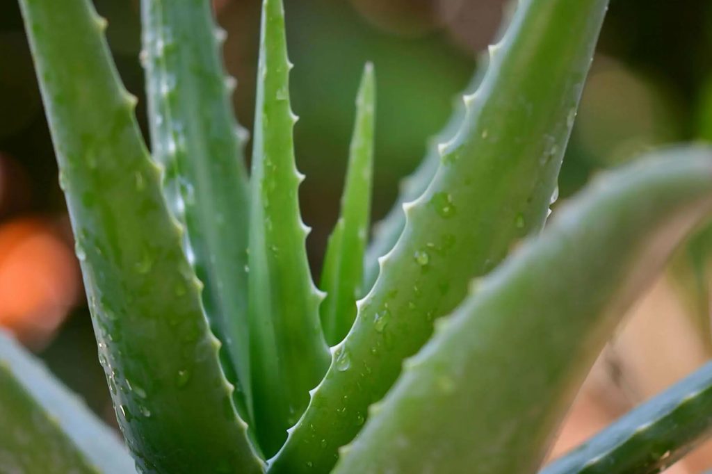 Kako uspesno uzgajati biljke Aloe Vere kod kuce