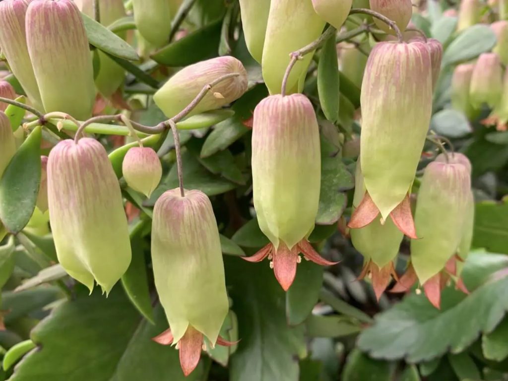 Kako uzgajati Kalanchoe pinnata zvona katedrale