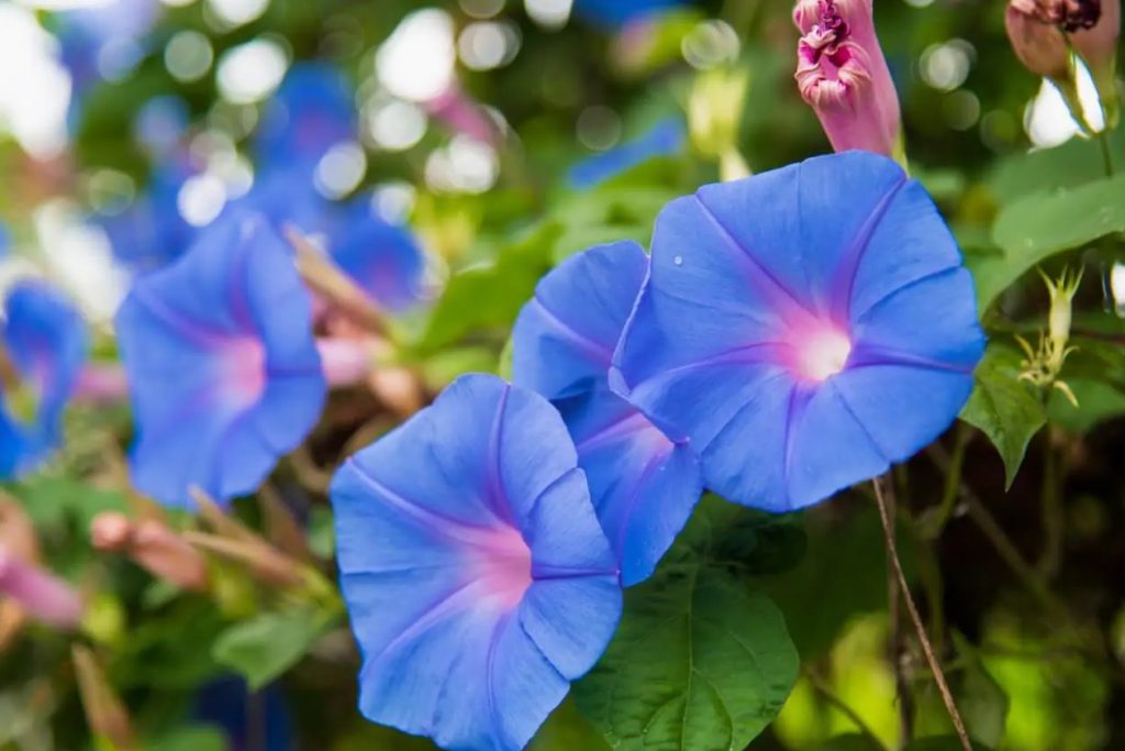 Kako uzgajati Morning Glori plave zore Ipomoea indica