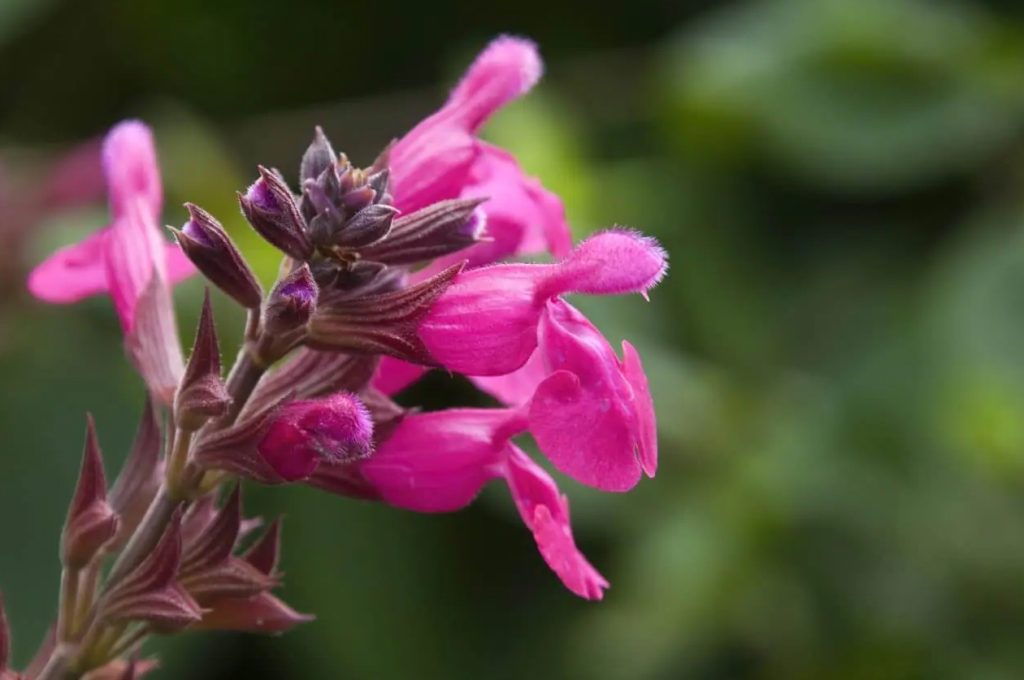 Kako uzgajati Salvia greggii jesenja zalfija