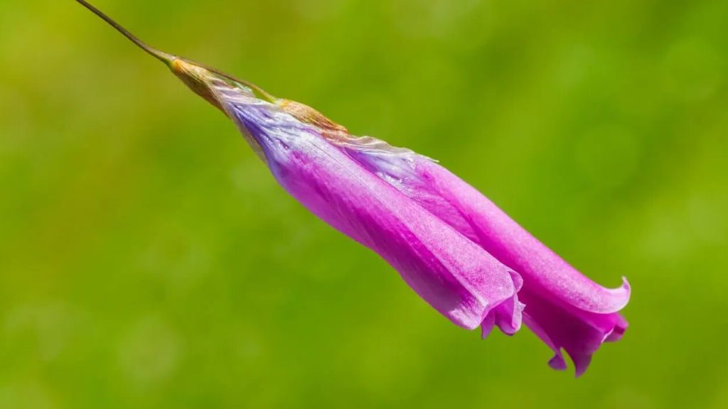 Kako uzgajati andjeoski štap za pecanje Dierama pulcherrimum