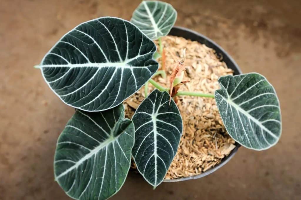 Kako uzgajati biljke crnog somota Alocasia Alocasia reginula