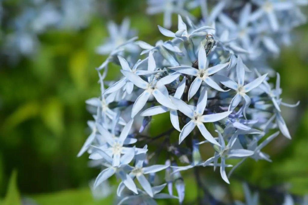 Kako uzgajati cvece plave zvezde Amsonia tabernaemontana