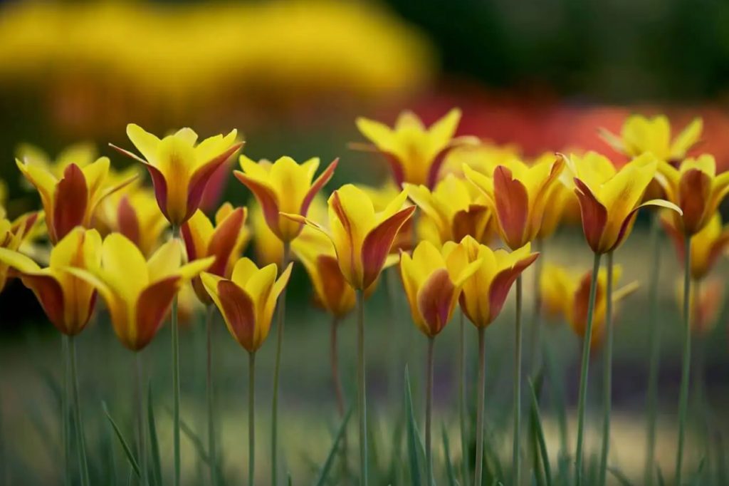 Kako uzgajati dame lale Tulipa clusiana kod kuce