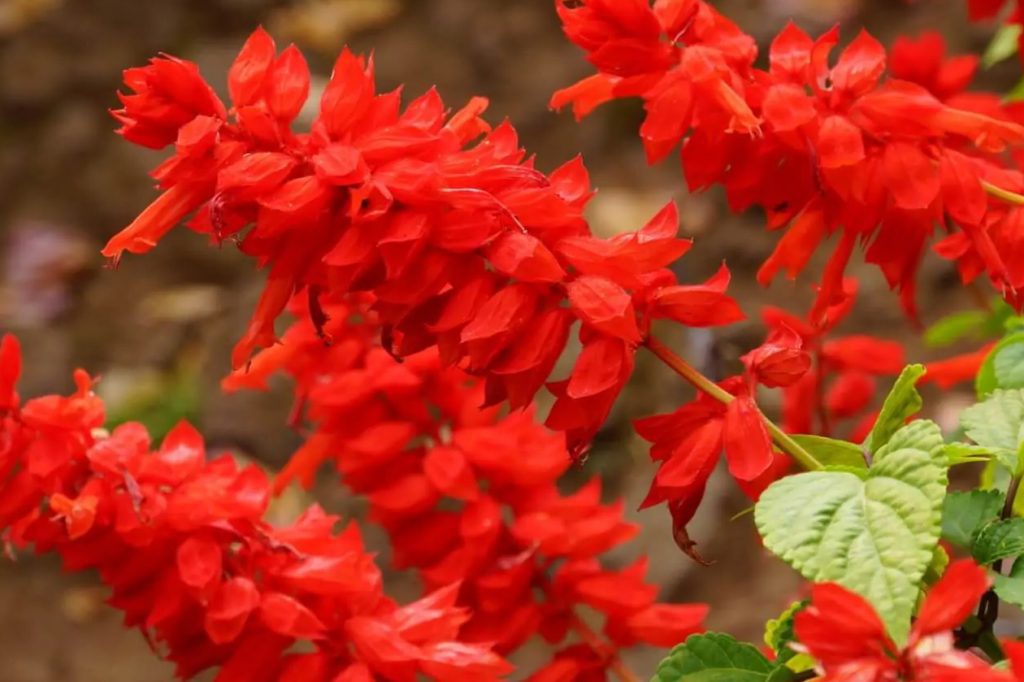 Kako uzgajati grimizna zalfija Salvia splendens