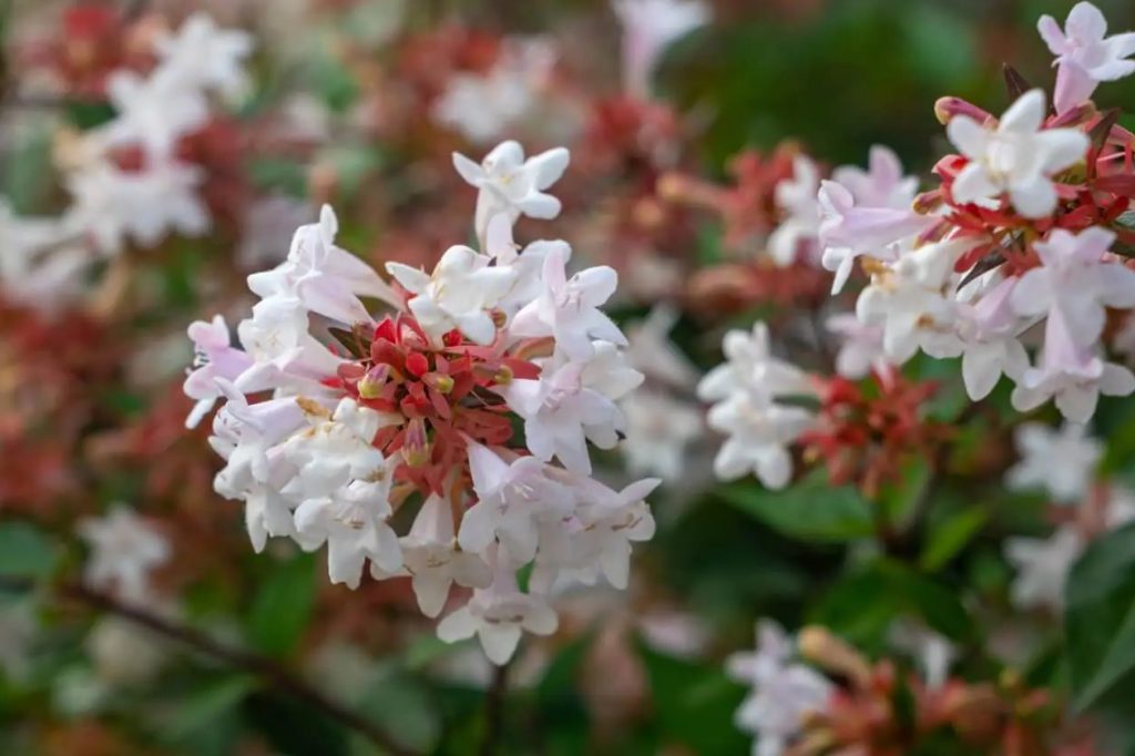 Kako uzgajati i brinuti se za Abelia grandiflora kod kuće