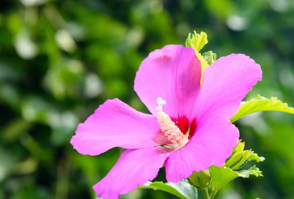 Kako uzgajati ruzicasti hibiskus Siriacus – osnovni saveti