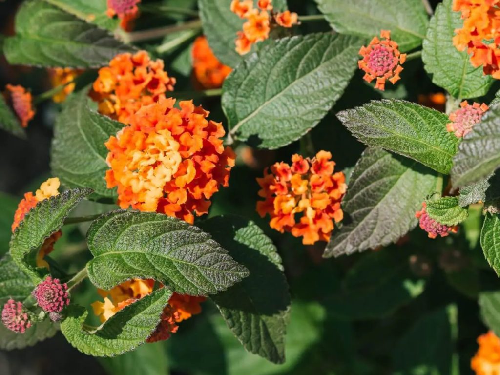 Kako uzgajati teksašku lantanu Lantana urticoides