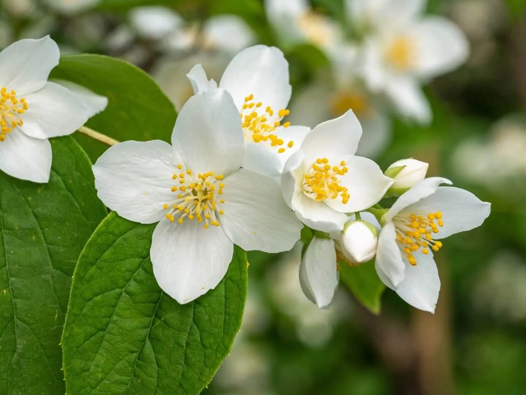 Lazna narandza Philadelphus Znacenje na jeziku cveca