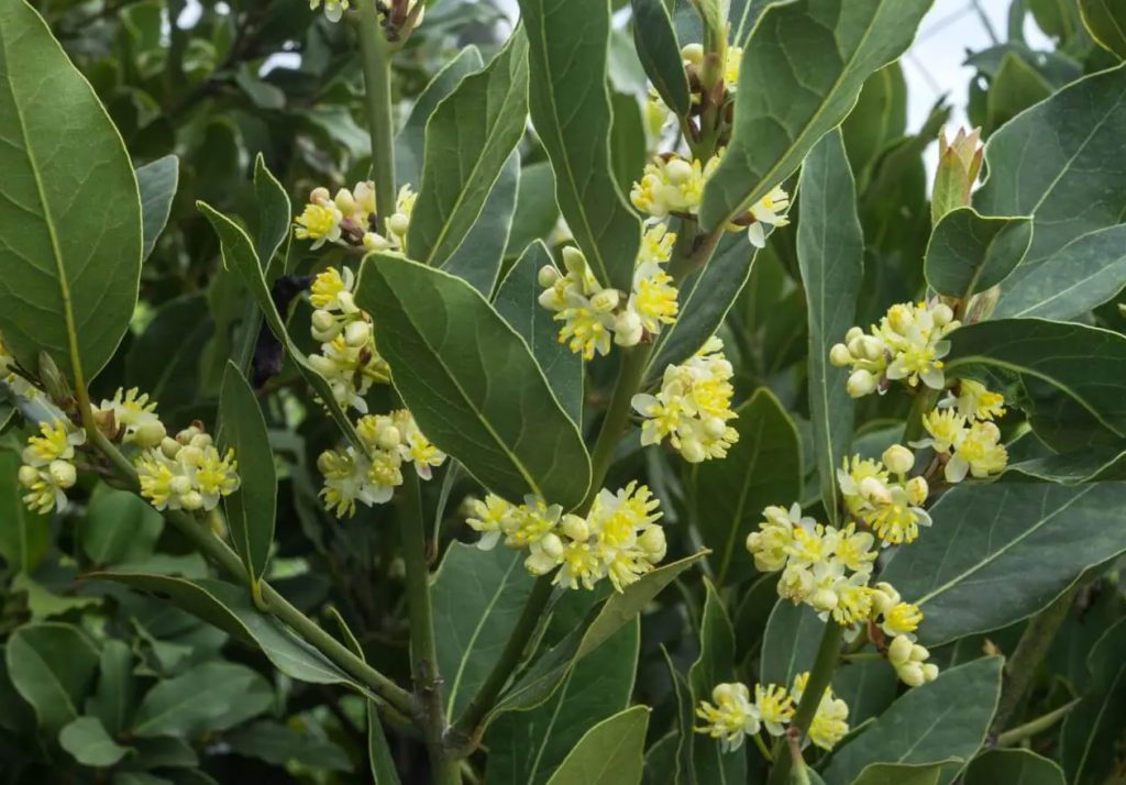 Osnovni vodic za Bai Laurel Laurus Nobilis Znacenje