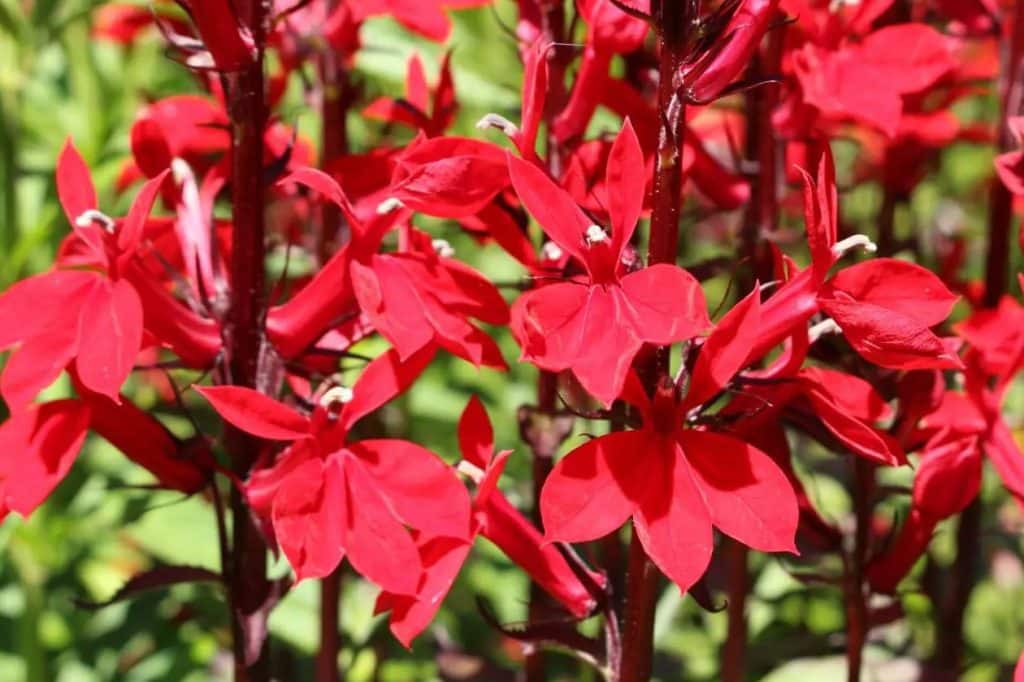 Ultimativni vodic za kardinalno cvece Lobelia cardinalis