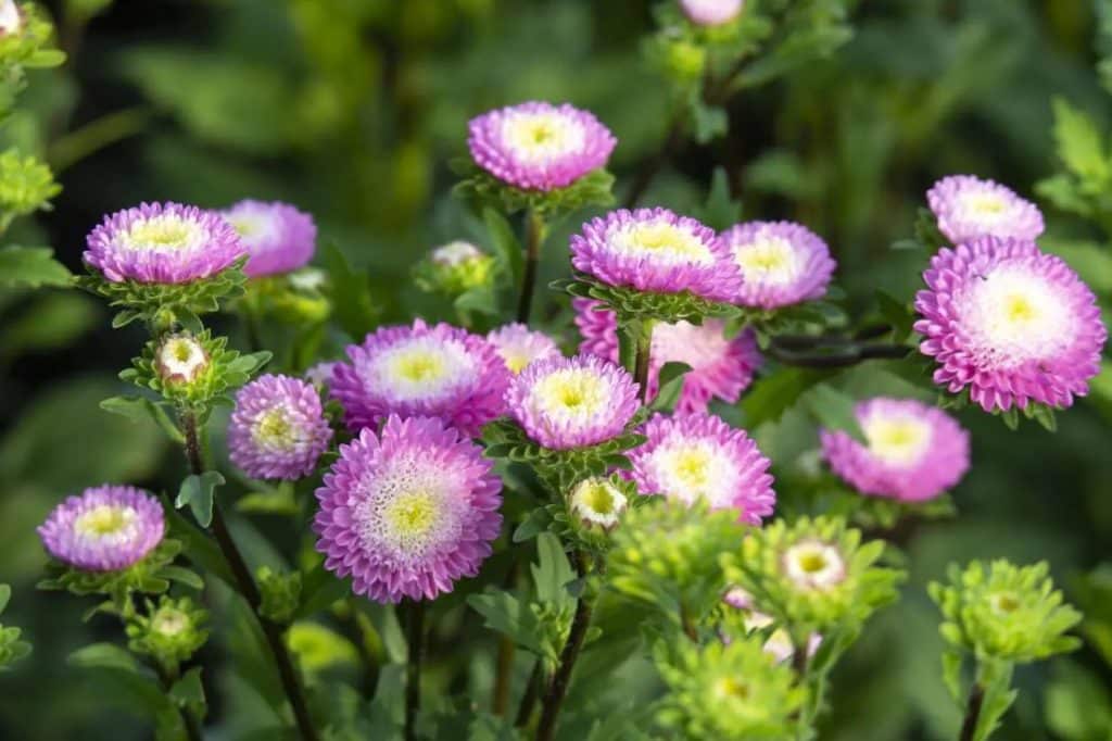 Ultimativni vodic za znacenje cveta aster u Kini