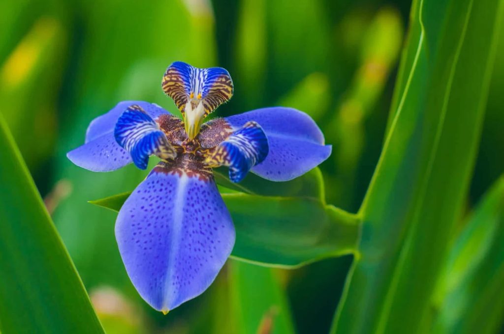 Znacenje cveta irisa na jeziku cveca