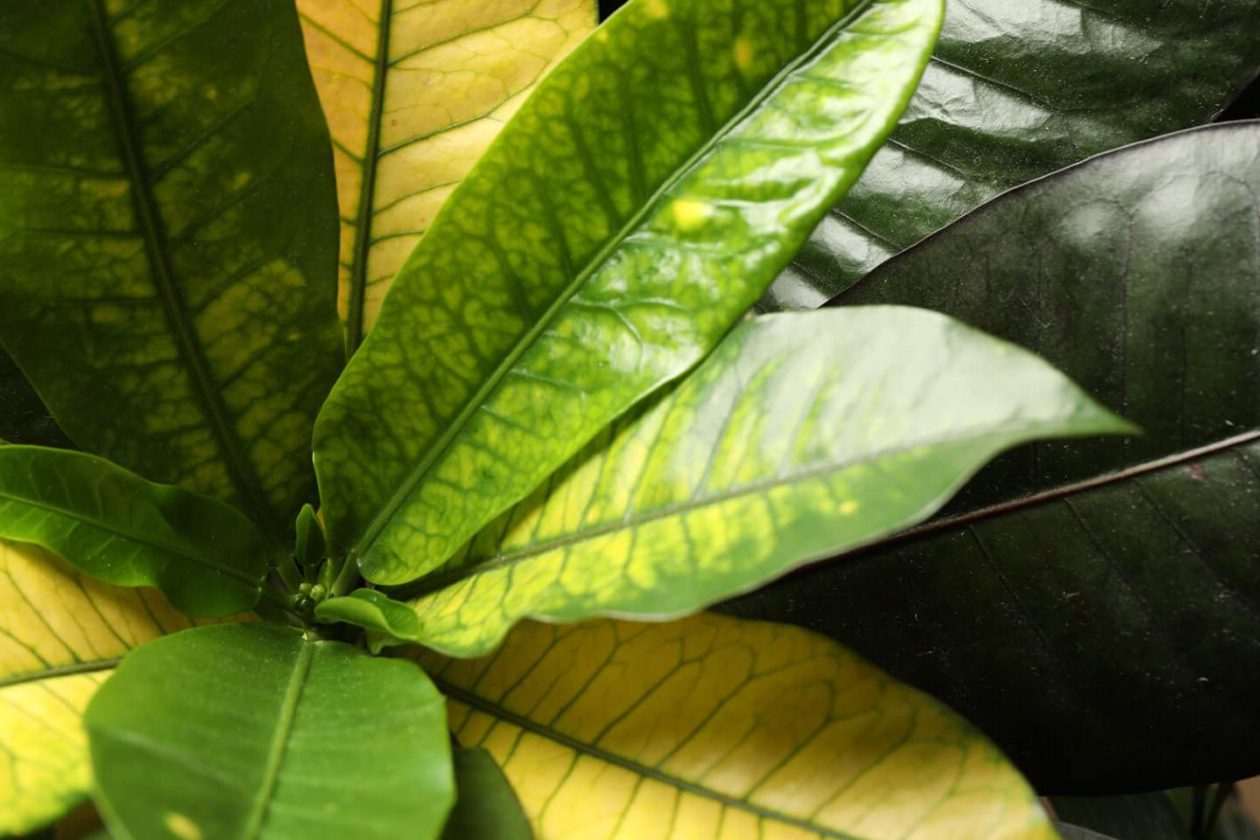11 uobičajenih uzroka da lišće Krotona postaje žuto ili smeđe