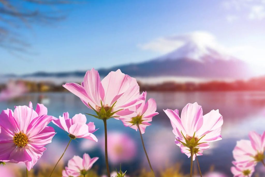 prelepe vrste japanskog cveca plus kada i gde ih videti