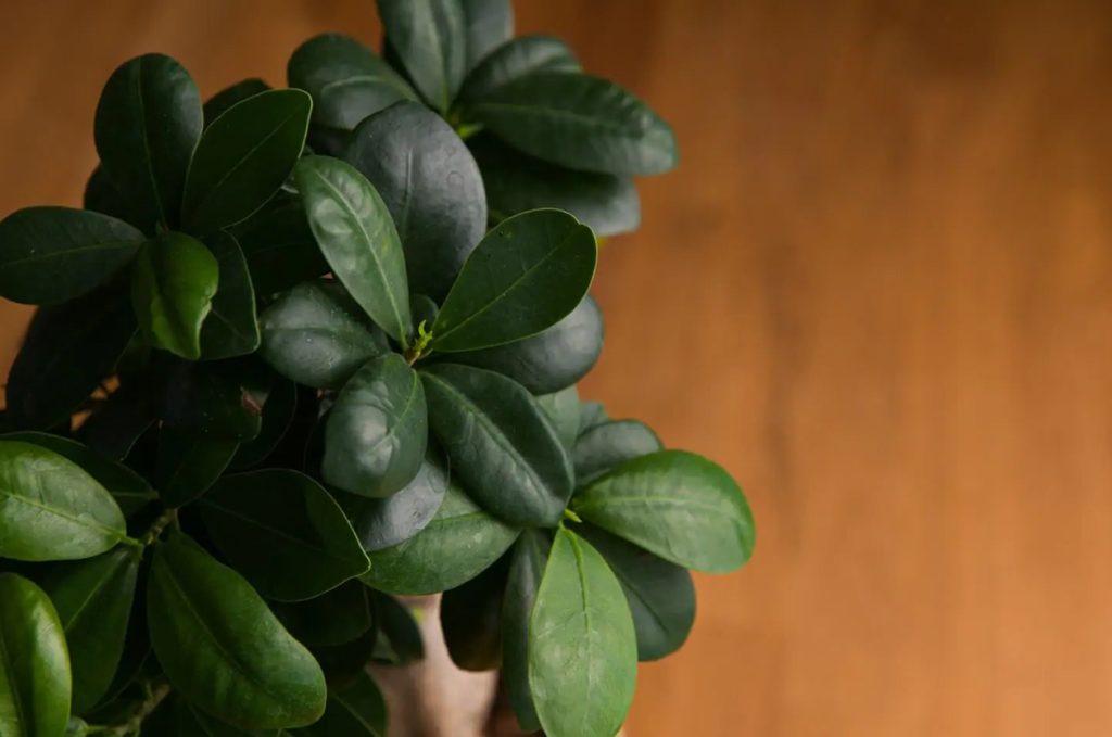 Gde postaviti biljke Ficus Audrei u kuci