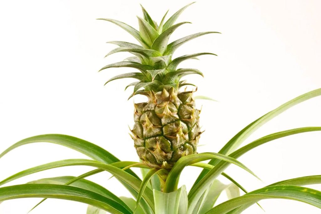 Najbolja mesavina zemljista za unutrasnje biljke ananasa