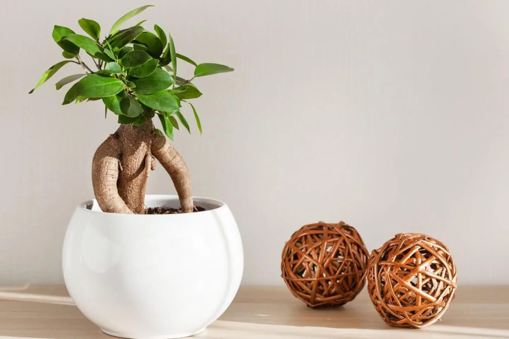 Ultimate Ficus ginseng Ficus microcarpa Vodic za negu