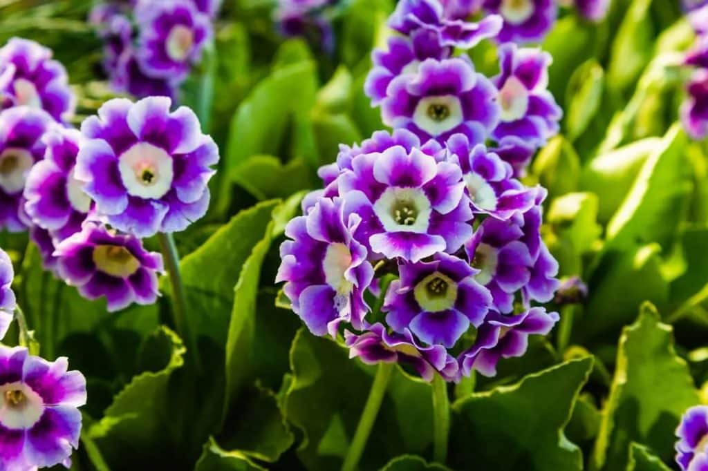 Ultimativni vodic za cvece aurikule Primula auricula