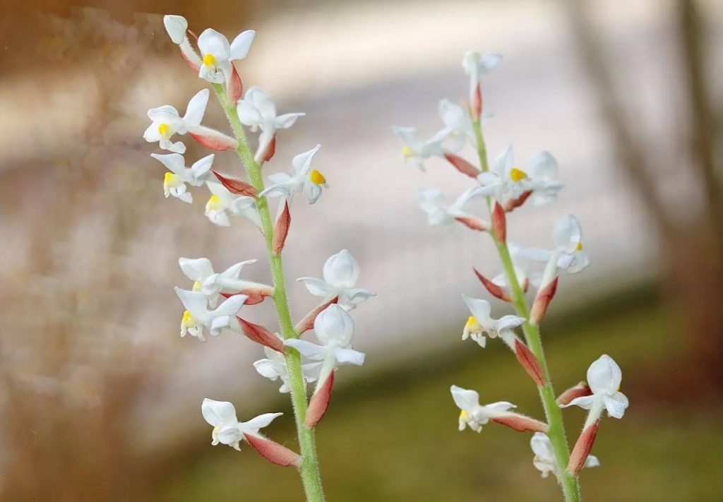 Ultimativni vodic za dragulj orhideja Ludisia spp