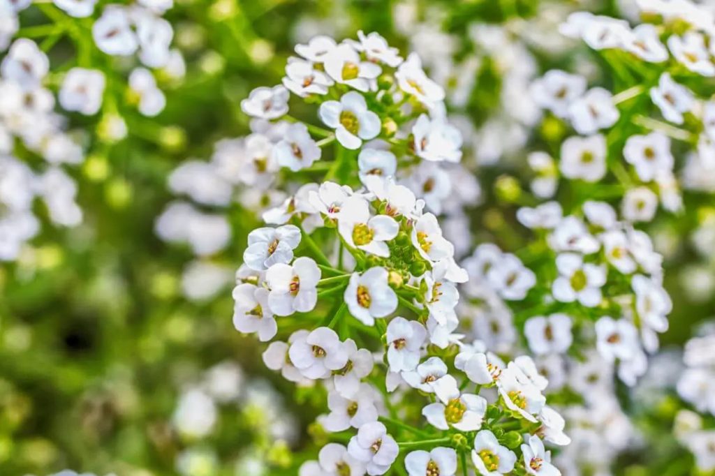 Ultimativni vodic za hajducku travu Achillea millefolium