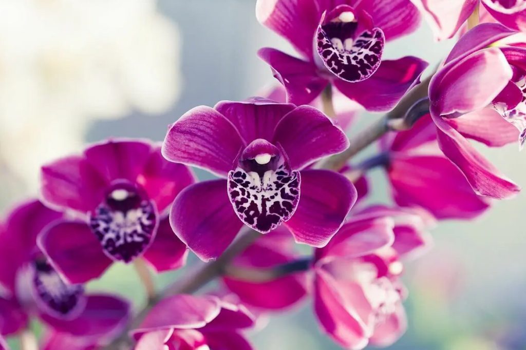 Ultimativni vodic za orhideje Phalaenopsis orhideje moljca